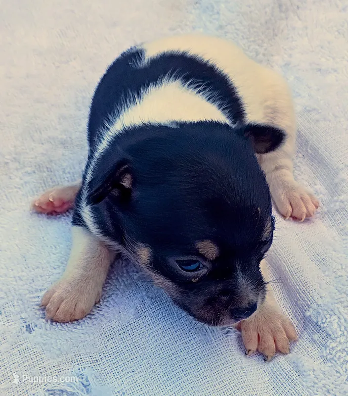 Patches  – Chihuahua puppy for sale in Tuscumbia, AL