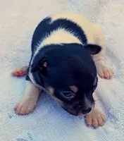 Patches , a female Chihuahua for sale in Tuscumbia, AL – 1 of 3