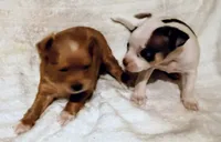 Long coat male , a male Chihuahua for sale in Tuscumbia, AL – 2 of 2