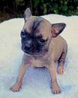 Mask , a female Chihuahua for sale in Tuscumbia, AL – 2 of 2