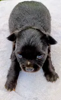 Long coat female, a female Chihuahua for sale in Tuscumbia, AL – 1 of 3