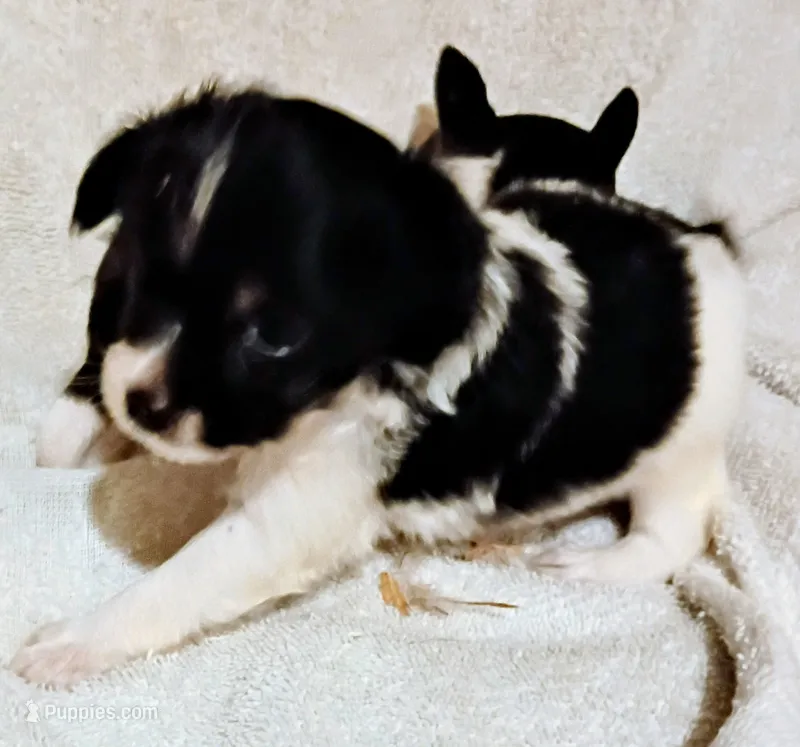 Long coat male  – Chihuahua puppy for sale in Tuscumbia, AL