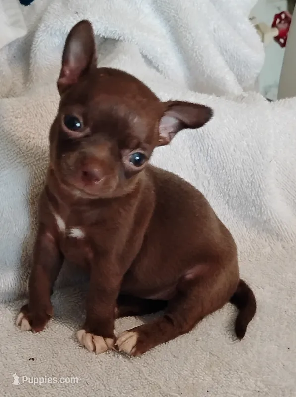 Coco girl  – Chihuahua puppy for sale in Tuscumbia, AL