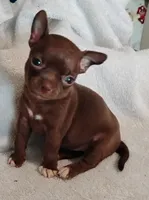 Coco girl , a female Chihuahua for sale in Tuscumbia, AL – 1 of 2