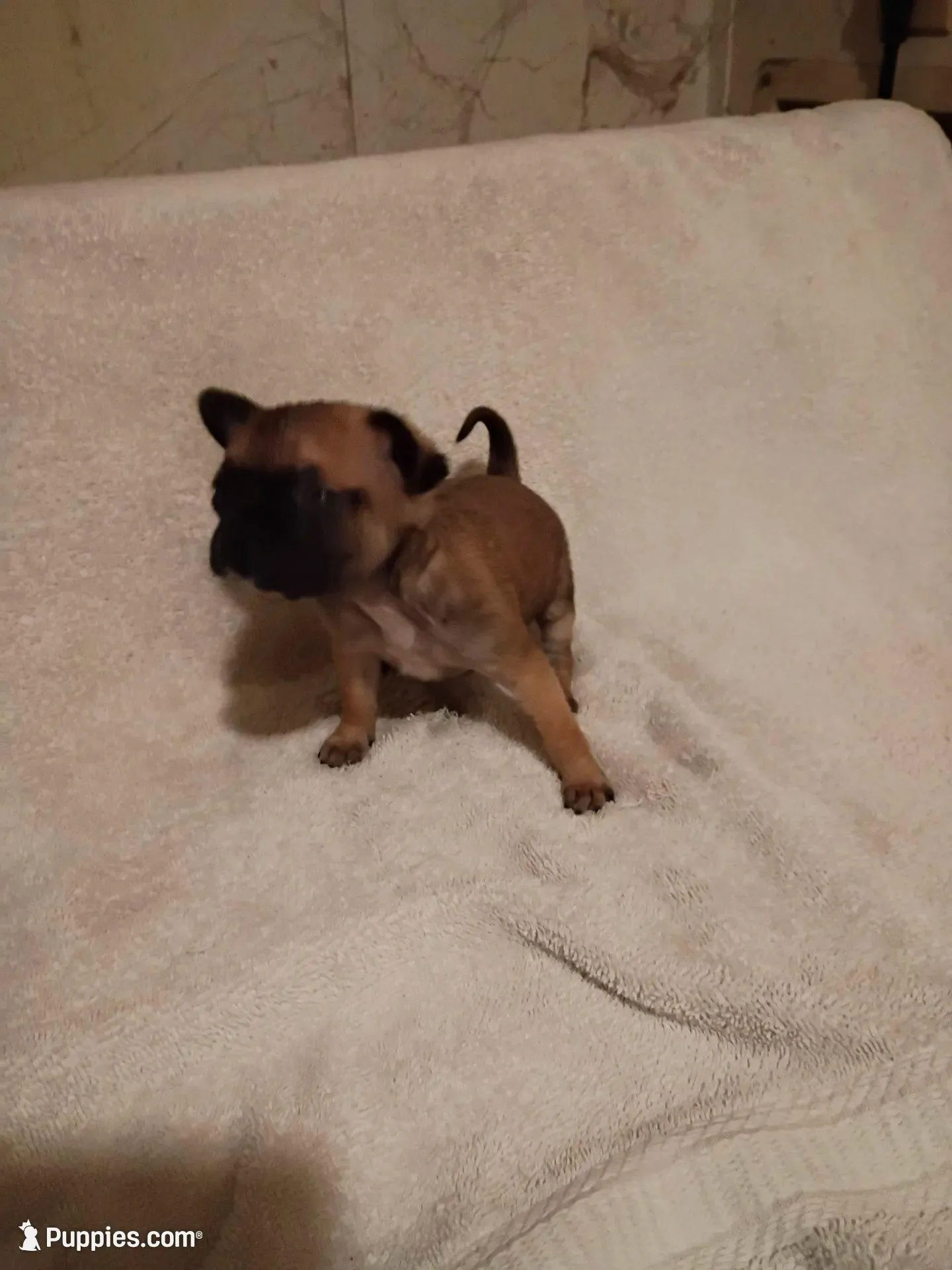 Tan  female , a female Chihuahua for sale in Tuscumbia, AL – Photo 3 of 4