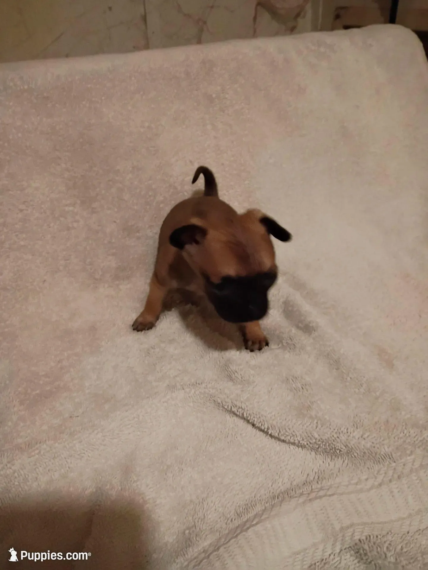 Tan  female  – Chihuahua puppy for sale in Tuscumbia, AL