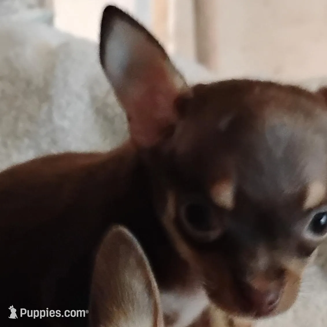 CoCo  female , a female Chihuahua for sale in Tuscumbia, AL – Photo 2 of 2