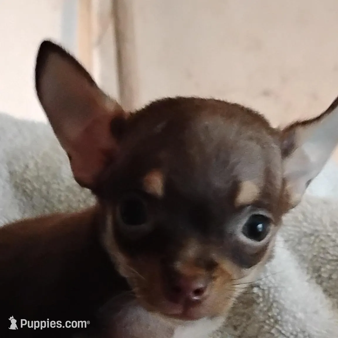 CoCo  female  – Chihuahua puppy for sale in Tuscumbia, AL
