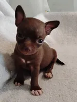 Coco girl , a female Chihuahua for sale in Tuscumbia, AL – 2 of 2