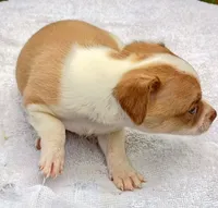 Fawn paint , a male Chihuahua for sale in Tuscumbia, AL – 5 of 5