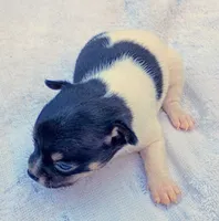 Patches , a female Chihuahua for sale in Tuscumbia, AL – 3 of 3