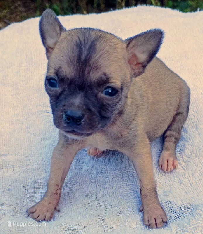 Mask  – Chihuahua puppy for sale in Tuscumbia, AL