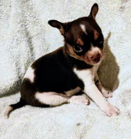 Patches , a female Chihuahua for sale in Tuscumbia, AL – 2 of 2
