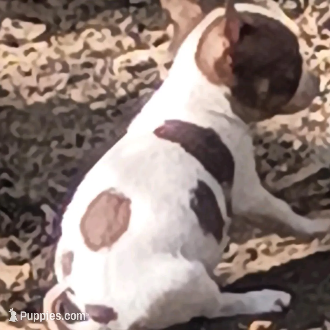 Patches  – Chihuahua puppy for sale in Tuscumbia, AL