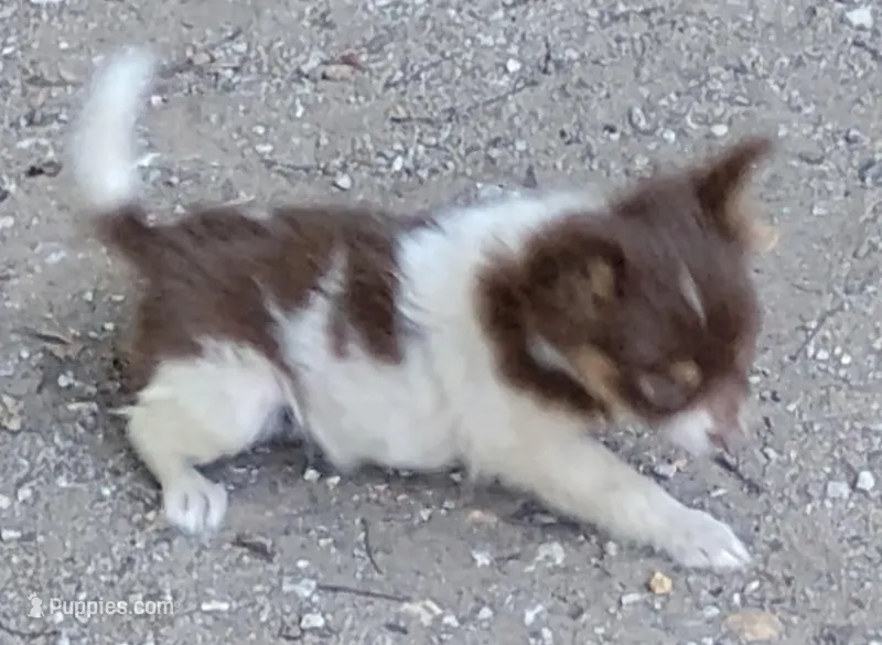 Patches  – Chihuahua puppy for sale in Tuscumbia, AL