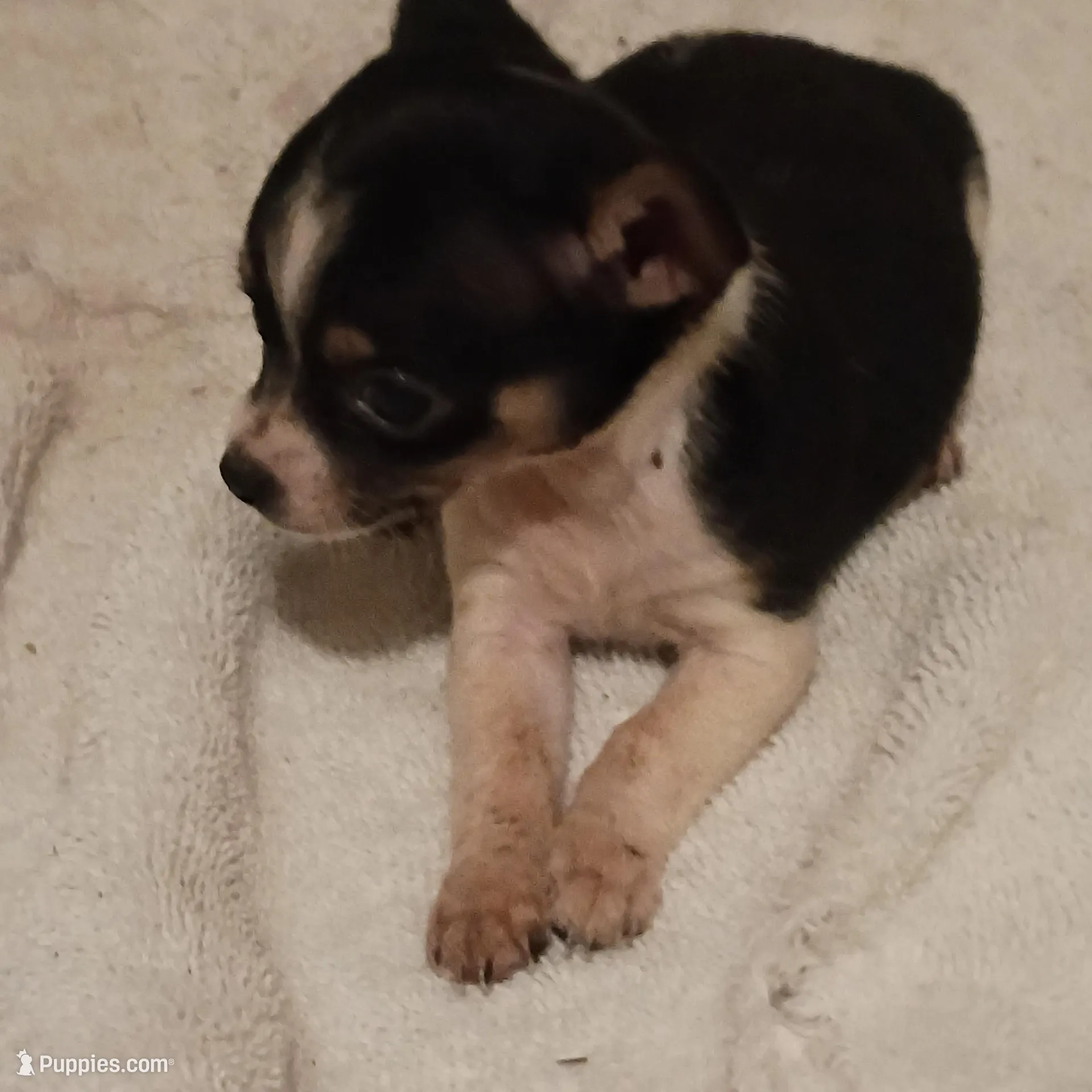 Patches , a male Chihuahua for sale in Tuscumbia, AL – Photo 2 of 4