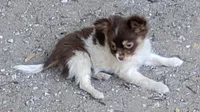 Patches , a male Chihuahua for sale in Tuscumbia, AL – 3 of 4