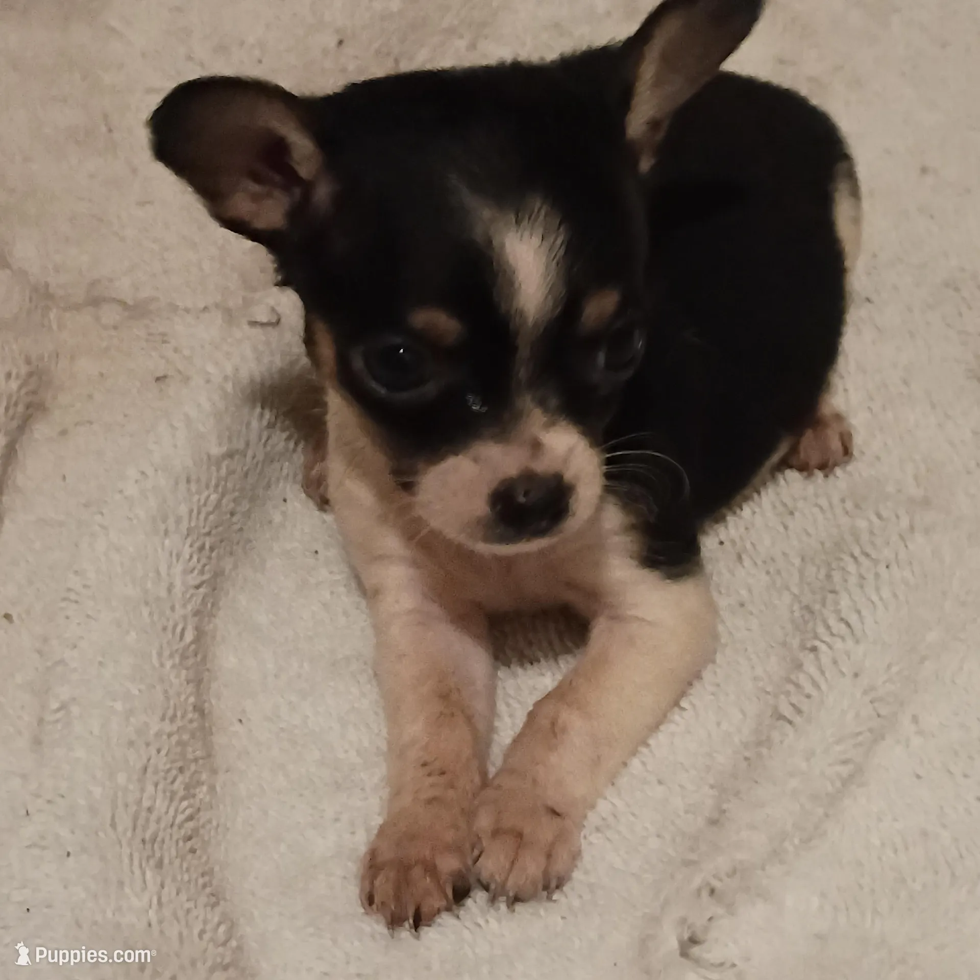 Patches , a male Chihuahua for sale in Tuscumbia, AL – Photo 4 of 4