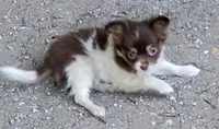 Patches , a male Chihuahua for sale in Tuscumbia, AL – 4 of 4