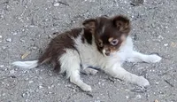 Patches , a male Chihuahua for sale in Tuscumbia, AL – 2 of 4