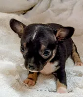 Stripp, a male Chihuahua for sale in Tuscumbia, AL – 2 of 2