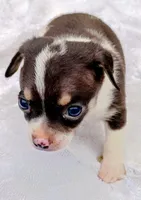 Dark Coco and white paint , a male Chihuahua for sale in Tuscumbia, AL – 1 of 2
