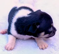 Patches , a female Chihuahua for sale in Tuscumbia, AL – 2 of 3