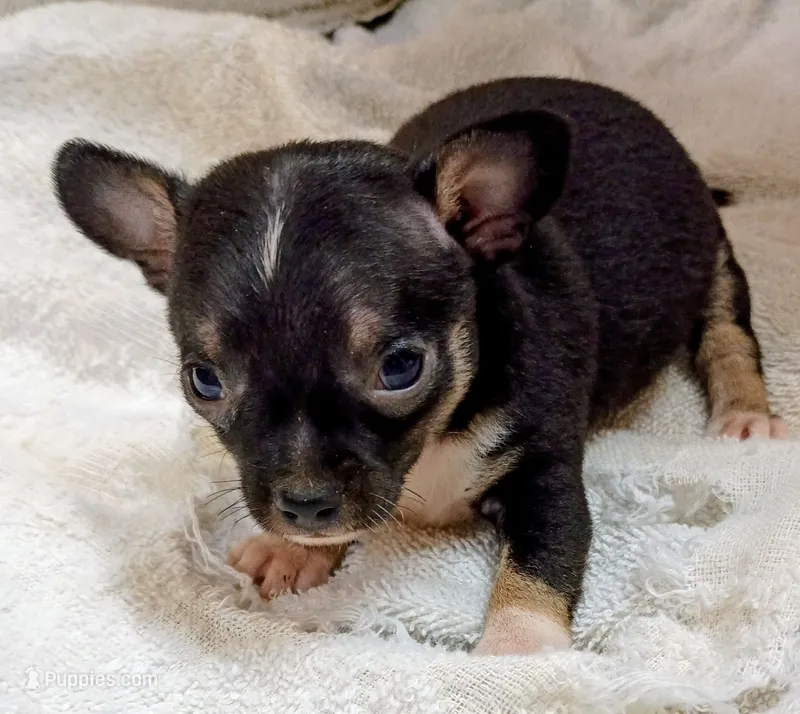 Stripp – Chihuahua puppy for sale in Tuscumbia, AL