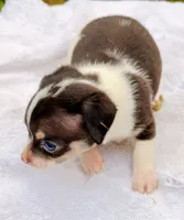 Dark Coco and white paint , a male Chihuahua for sale in Tuscumbia, AL – 2 of 2
