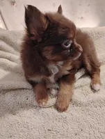 Long coat female , a female Chihuahua for sale in Tuscumbia, AL – 1 of 5