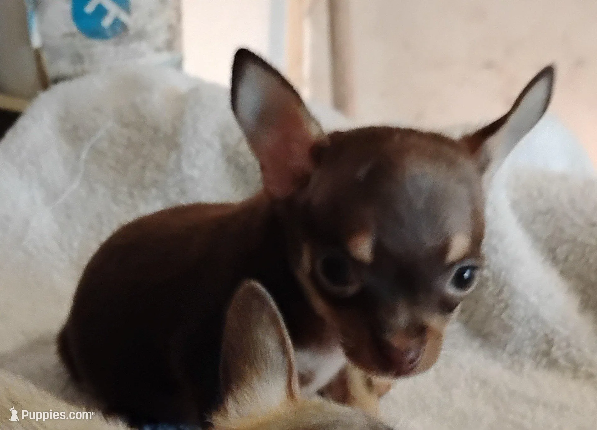 Tan  female , a male Chihuahua for sale in Tuscumbia, AL – Photo 2 of 2