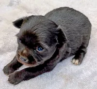Long coat female, a female Chihuahua for sale in Tuscumbia, AL – 2 of 3