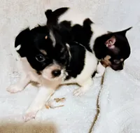 Long coat male , a male Chihuahua for sale in Tuscumbia, AL – 2 of 2