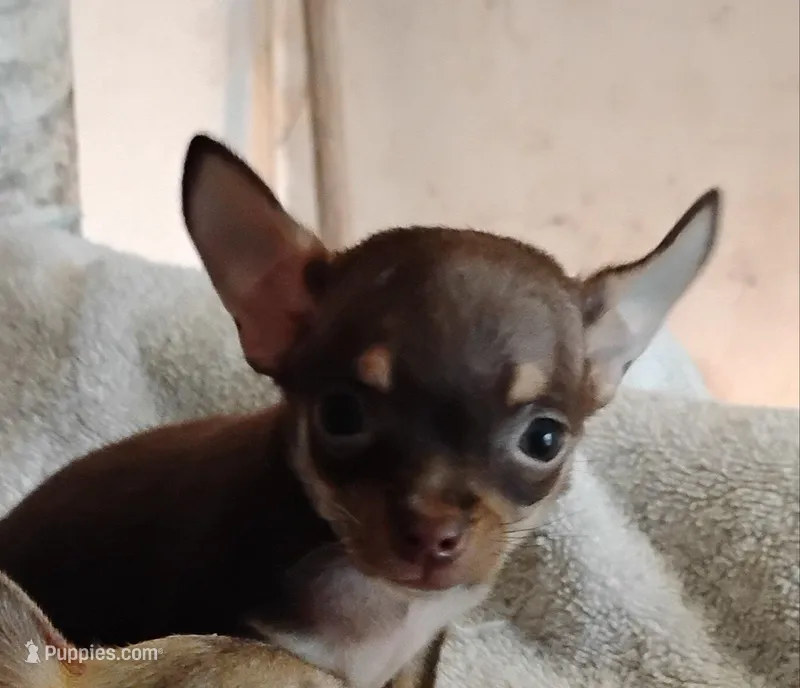 Tan  female  – Chihuahua puppy for sale in Tuscumbia, AL