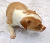 Fawn paint , a male Chihuahua for sale in Tuscumbia, AL – 3 of 5