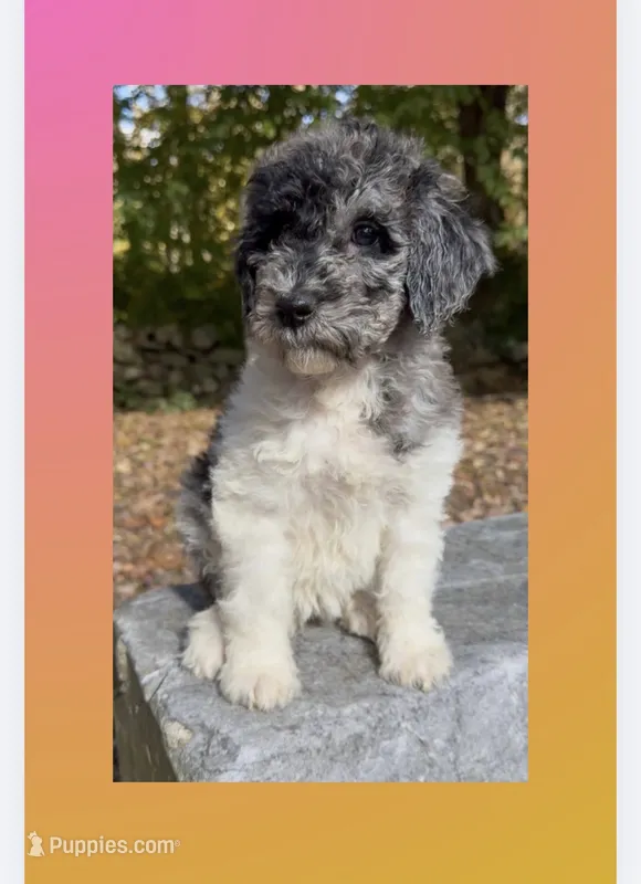 Peaches – Goldendoodle puppy for sale in Webster, MA