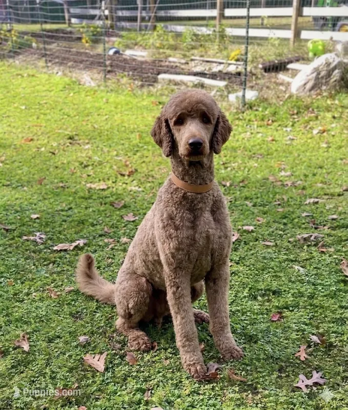 Sage – Goldendoodle puppy for sale in Webster, MA
