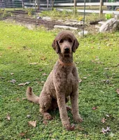 Sage, a female Goldendoodle for sale in Webster, MA – 1 of 1