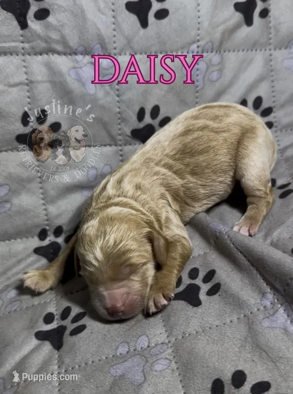 Daisy – Miniature Goldendoodle puppy for sale in Webster, MA