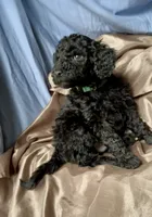 Woodstock (medium size), a male Goldendoodle for sale in Webster, MA – Photo 1 of 3