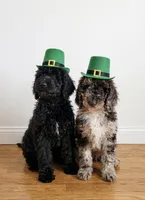 Spike (miniature), a male Goldendoodle for sale in Webster, MA – Photo 3 of 5