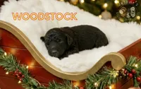 Woodstock (medium size), a male Goldendoodle for sale in Webster, MA – Photo 2 of 3