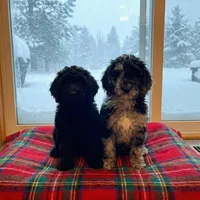 Spike (miniature), a male Goldendoodle for sale in Webster, MA – Photo 4 of 5