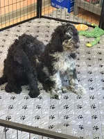 Spike (miniature), a male Goldendoodle for sale in Webster, MA – Photo 5 of 5