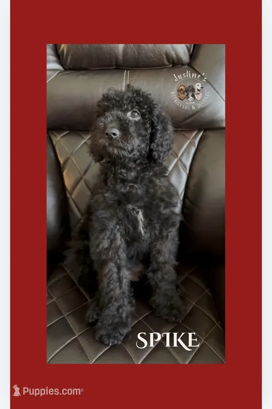 Spike (miniature)