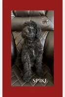 Spike (miniature), a male Goldendoodle for sale in Webster, MA – Photo 1 of 5