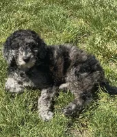 Oregano, a female Goldendoodle for sale in Webster, MA – 3 of 3
