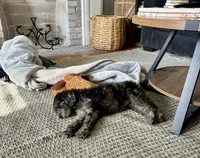 Oregano, a female Goldendoodle for sale in Webster, MA – 1 of 3