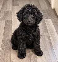 Rosemary, a female Goldendoodle for sale in Webster, MA – 2 of 3