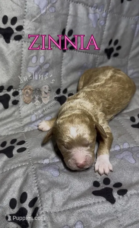 Zinnia, a female Miniature Goldendoodle for sale in Webster, MA – Photo 1 of 3